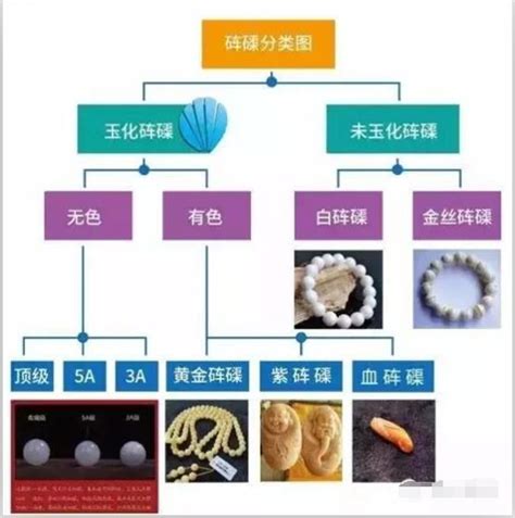 黃金硨磲|科普貼：一張圖帶你看懂硨磲分類及其價值